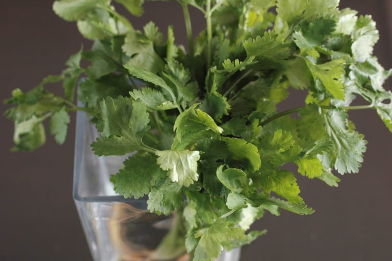 coriander / cilantro