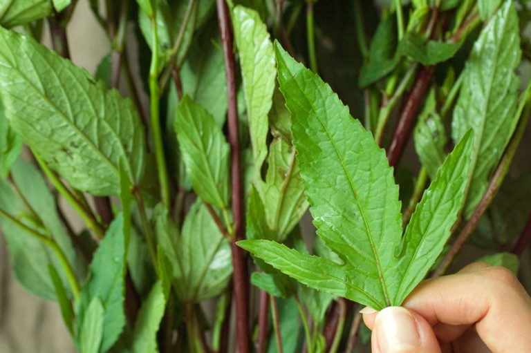 my favourite greens – roselle leaves